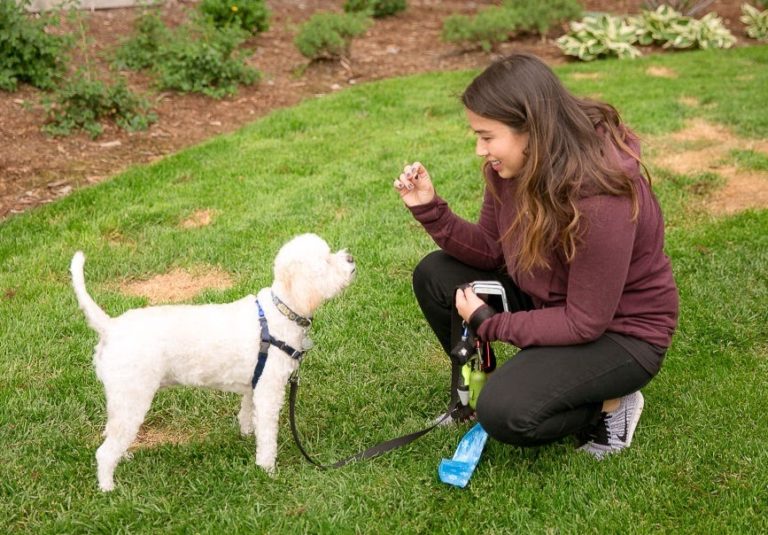 Is CBD Good for Dogs? A Dog Trainer Explains How It Supports Behavior, Anxiety, and Training