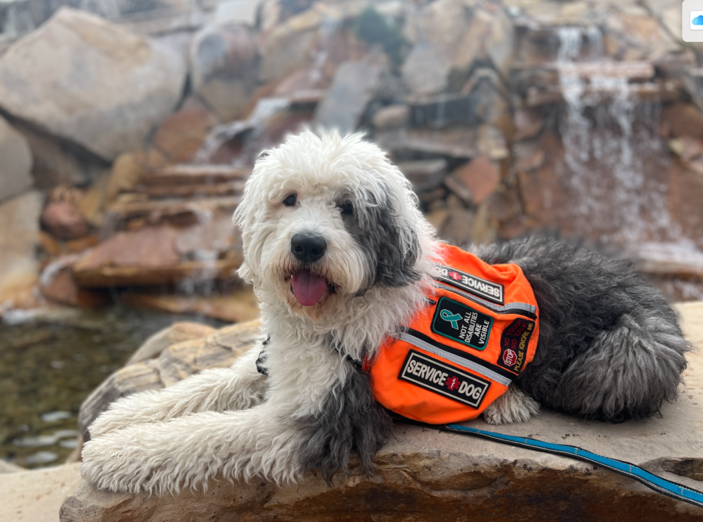 Image of Sheepdog with Orange Psychiatric Service Dog Vest. For blog post Tasks for Anxiety: Deep Pressure Therapy