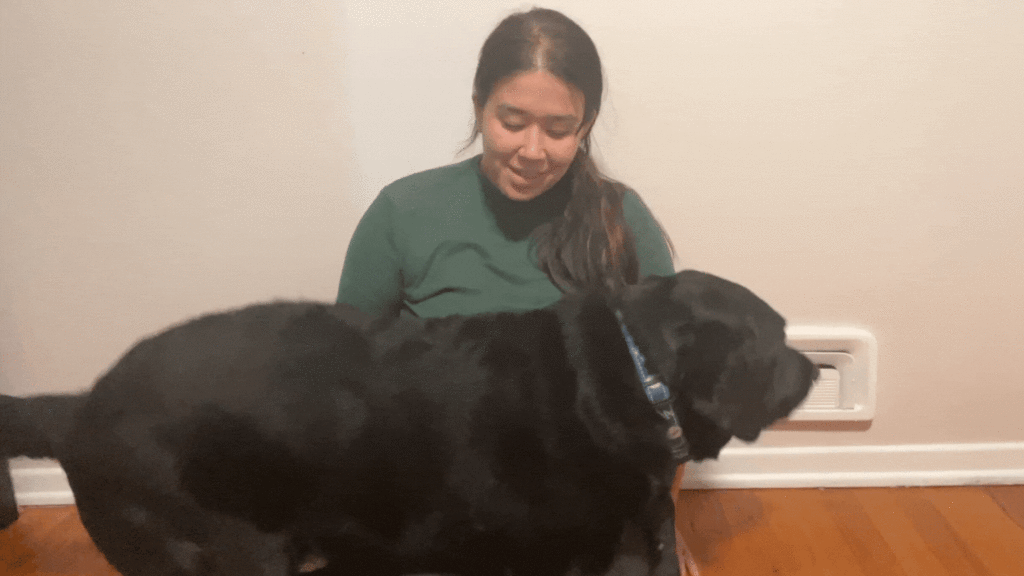 GIF image example of deep pressure therapy for anxiety. 

Black Labrador Retriever lays down on girl with brown hair to provide deep pressure therapy. 