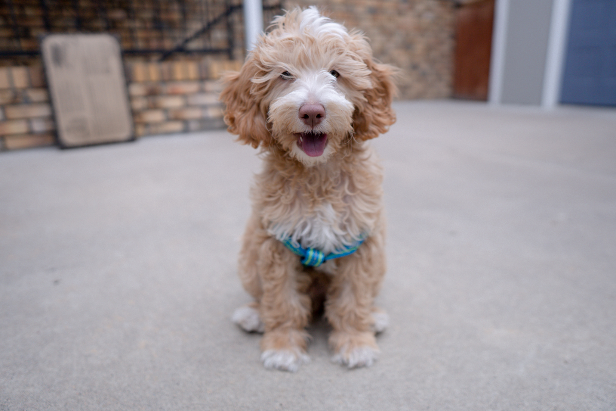 Denver Dog Training