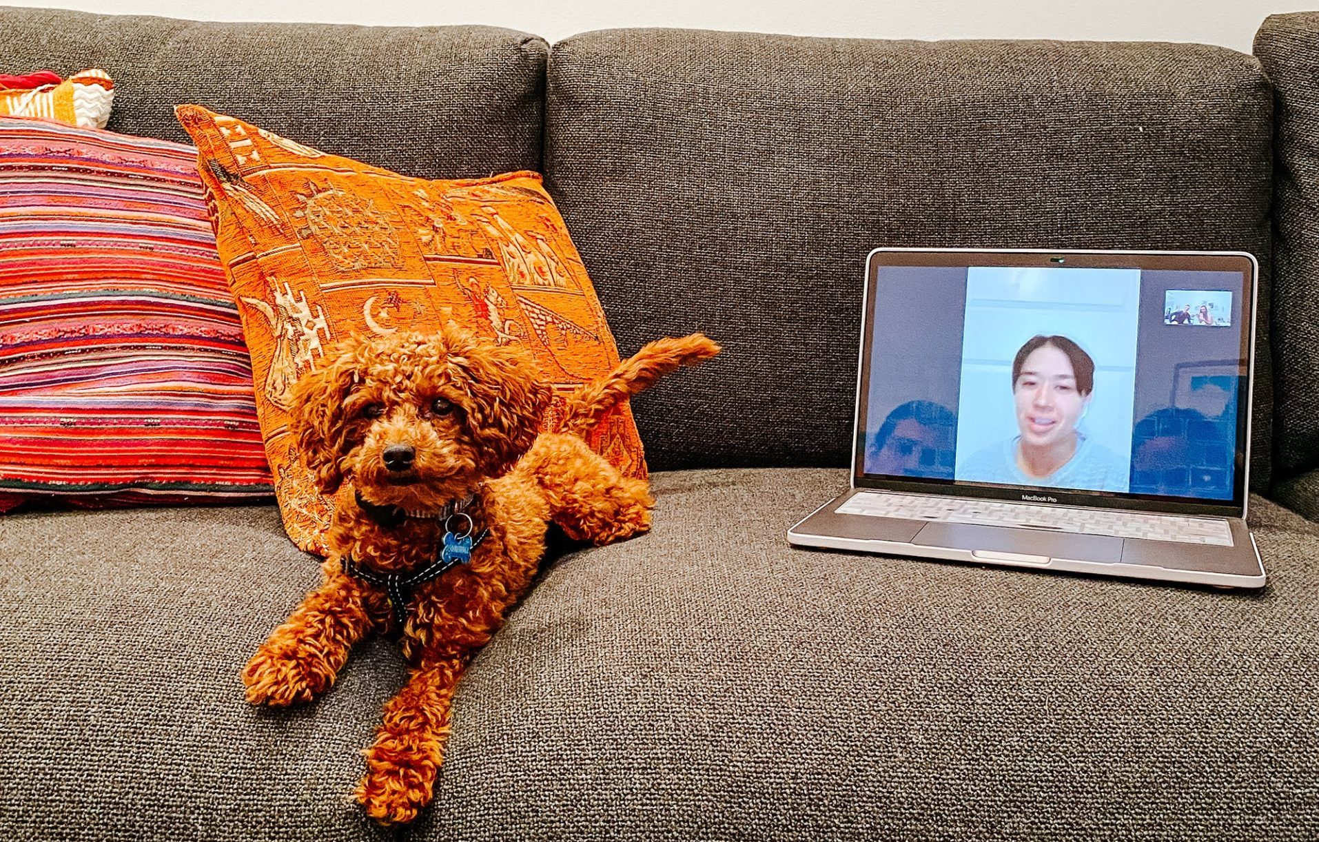 virtual dog training