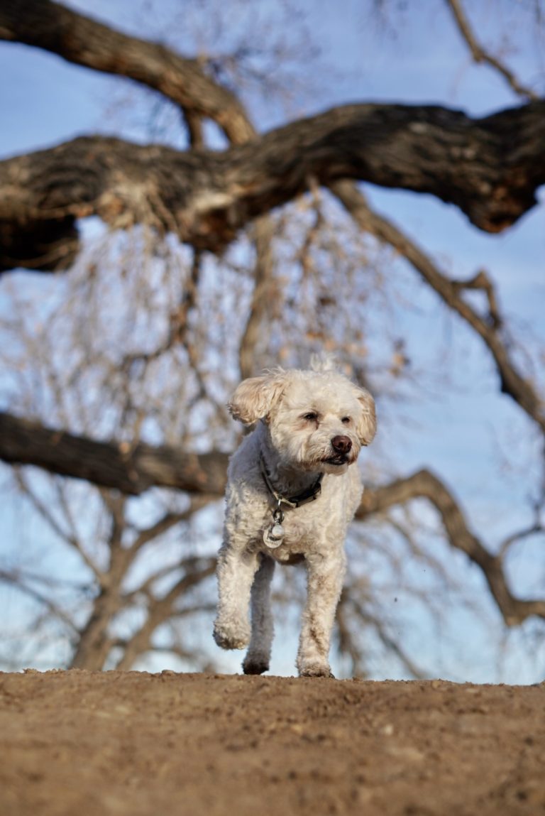 Embark vs Wisdom panel accuracy…Which is the more accurate dog DNA test?