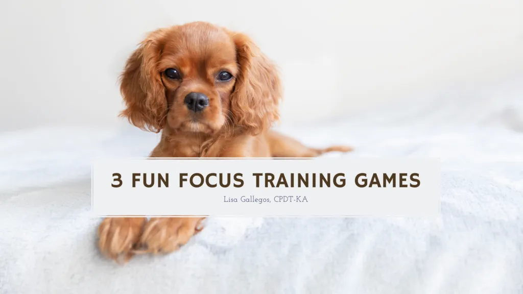 3 Fun Focus Dog Training Games