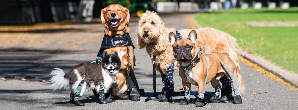 dog shoes for snow, HOT PAVEMENT, and more