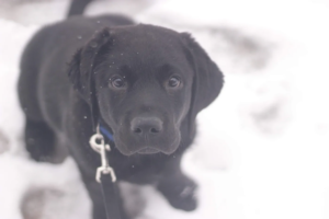 LABRADOR RETRIEVER POTTY TRAINING FOR NEW DOG PARENTS