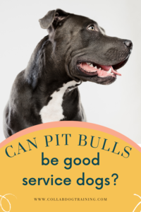 Text: "can pitbulls be good service dogs?"

Above Text: Image of a grey and white pitbull and brown eyes panting 