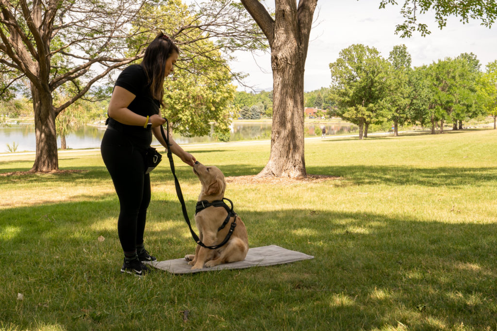 Puppy Temperament Test for Service Dogs: A Comprehensive Guide