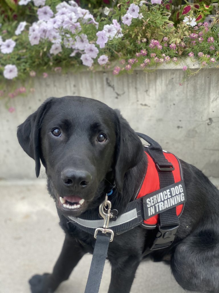 Training a Service Dog: How Long Does It Take?