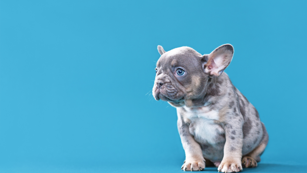 CRATE TRAIN YOUR FRENCH BULLDOG – A complete guide