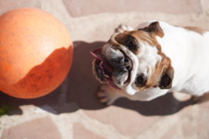 why is my dogs nose dry and cracked?