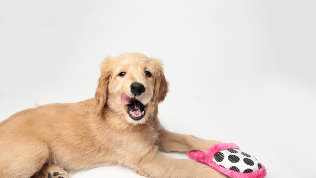 PUPPY TEETHING TOYS FOR YOUR NEW FAMILY MEMBER