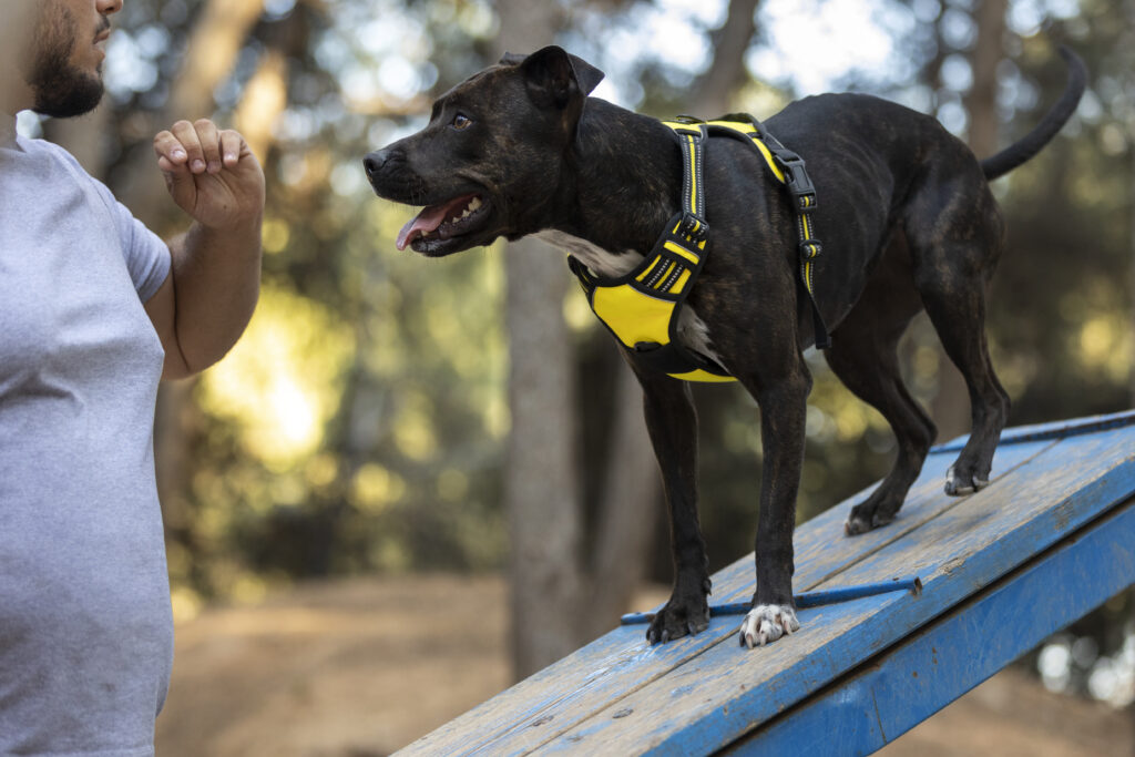 How To Obtain Service Dog Certification A COMPLETE GUIDE Collab Dog 