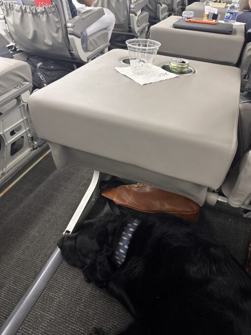 Black lab sitting under the seat in front on an airplane.