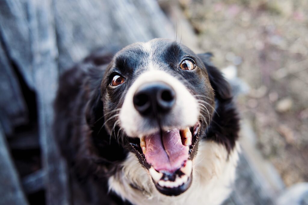 Elevate Your Dog’s Happiness With This Comprehensive Guide