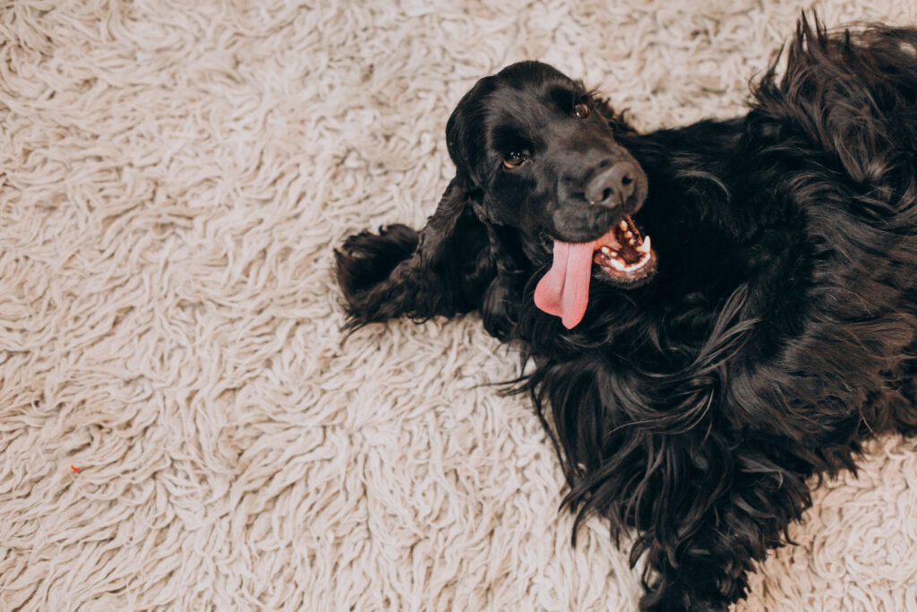 How to diy your own Snuffle Mat