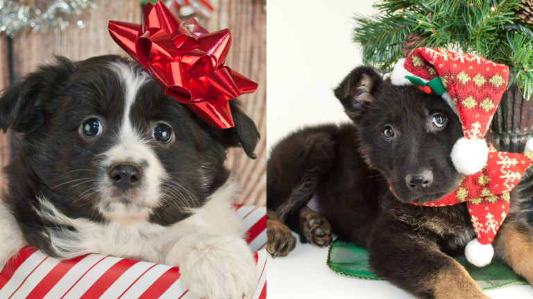 Top Christmas Gift Ideas for Dogs: Best Gifts Your Pup Will Love!