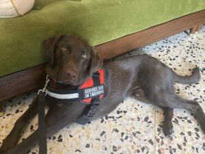 Teaching True Relaxation: Why Calmness Is a Superpower for Service Dogs