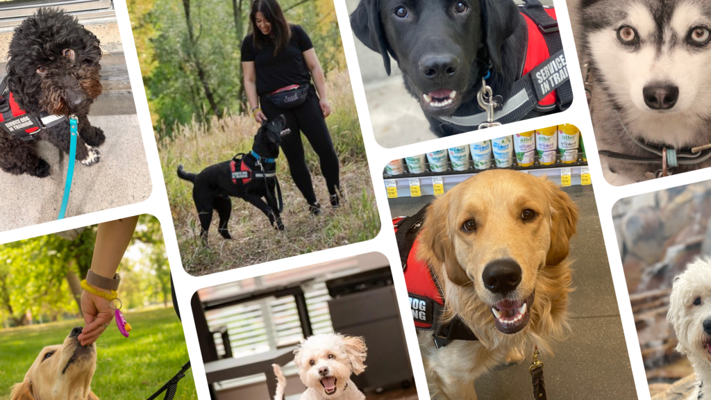 Service Dog Certification Online: What You Need to Know Before You Buy