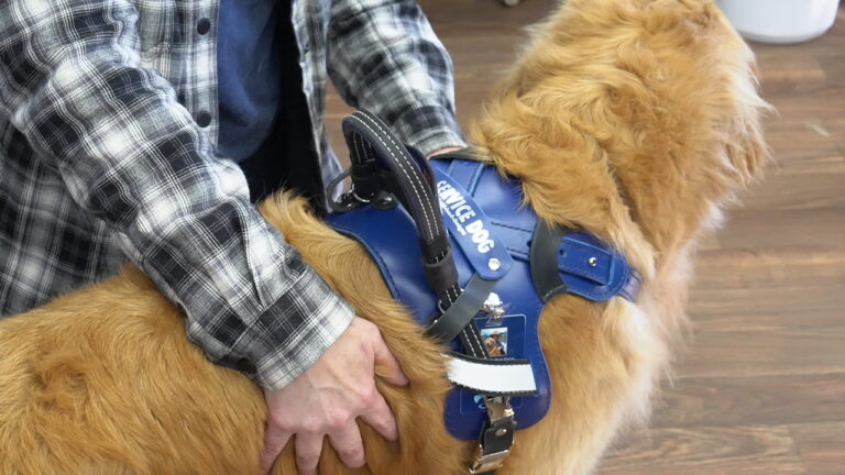Service dog mobility harness: finding the right fit