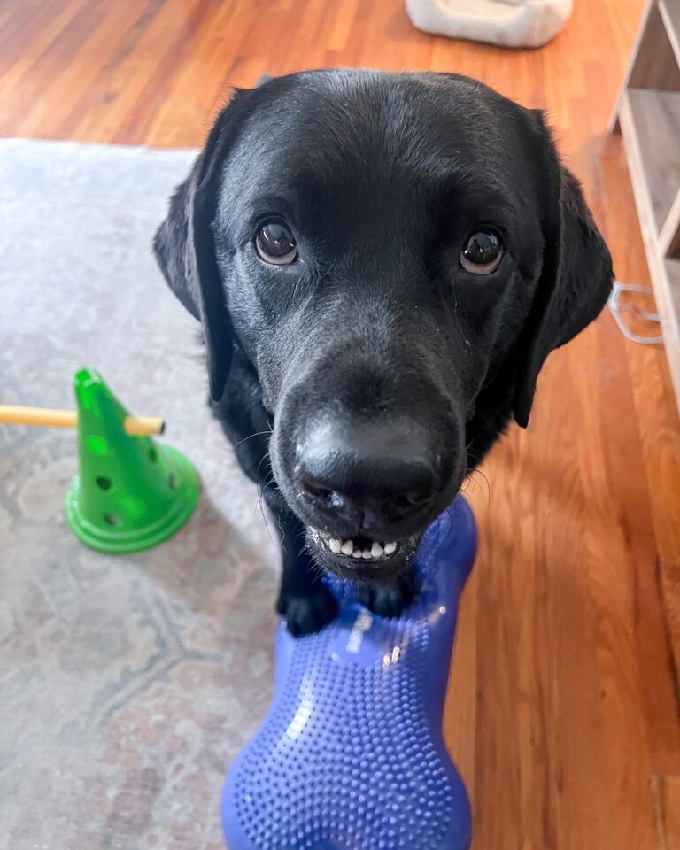 How to Help Your Nervous Dog Gain Confidence with Balance Equipment