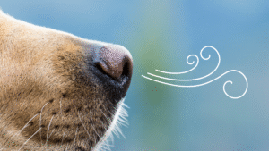 Cortisol Medical Alert Training for Dogs: How to Start the Right Way