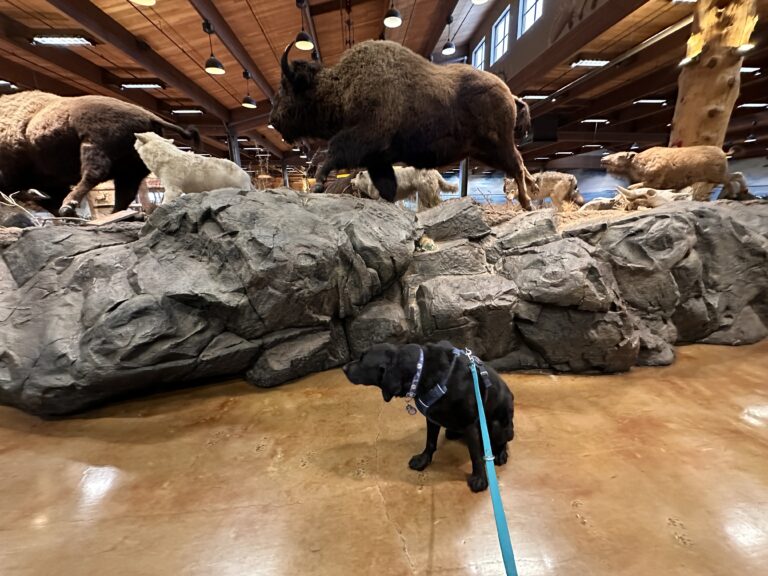 Is My Dog Cut Out for Service Dog Work?